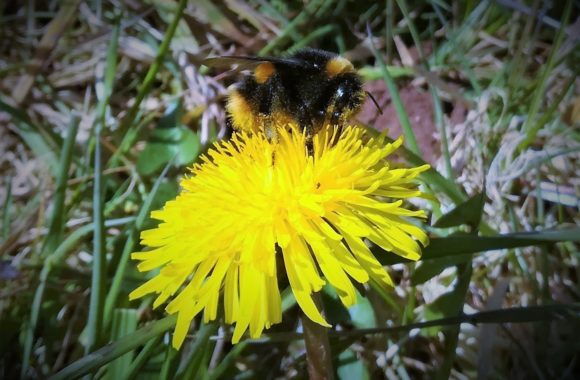 Bee happy – The Community Farm’s guide to planting for bees Bee happy – The Community Farm’s guide to planting for bees